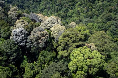 HUTAN HUJAN DI KUALA PILAH