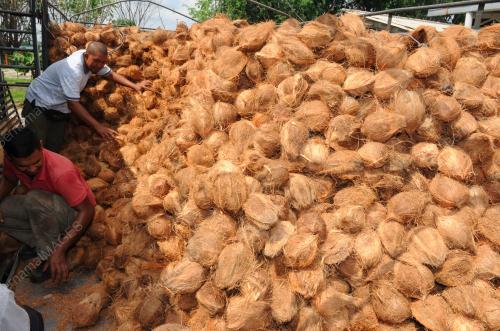 NS02_13062017_KELAPA