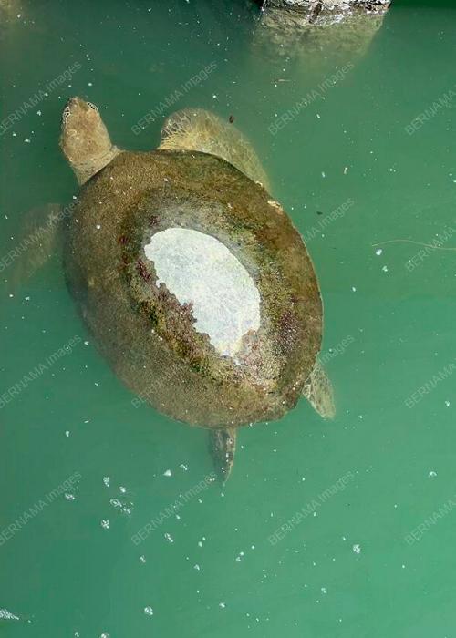 PENYU HIJAU