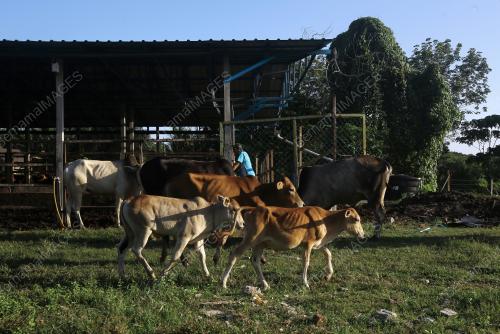 TERNAKAN LEMBU