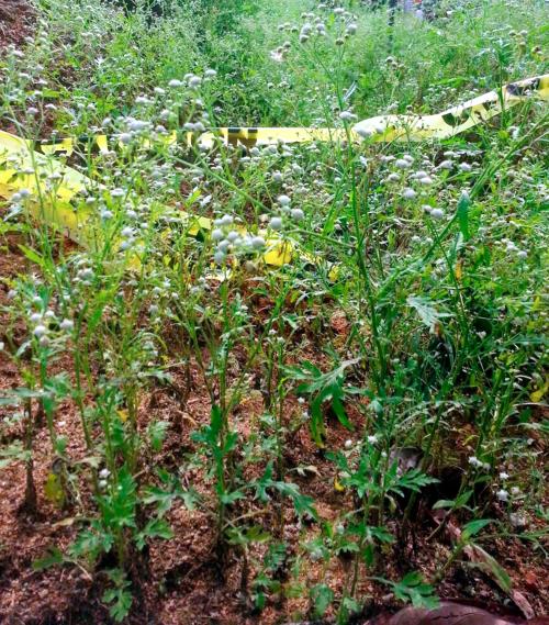 NS02_16122014_RUMPUT_MEXICO