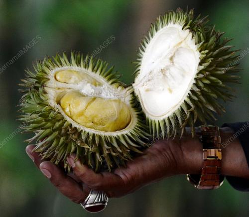 NS02_19102016_DURIAN_DAUN