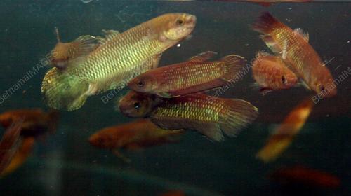 BETTA BELLICA