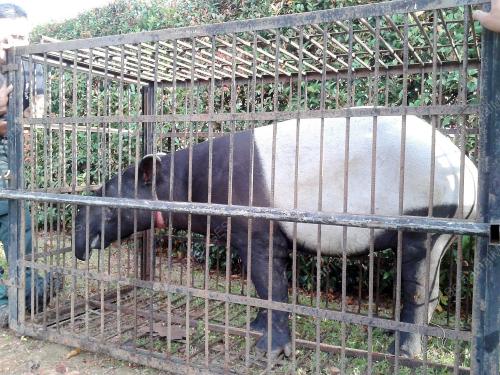 NS02_21082014_TAPIR