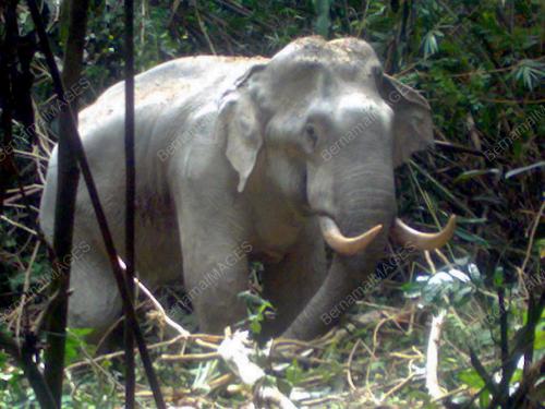 NS02_23022011_GAJAH_LIAR