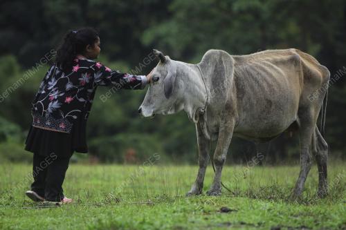 KASIH ATIKAH BASRI JAGA HAIWAN TERNAKAN KELUARGA