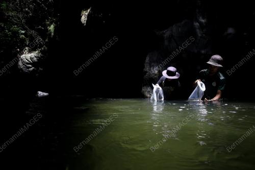 PELEPASAN BENIH IKAN DI SUNGAI KENABOI