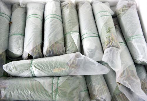 RAMPASAN DAUN KETUM