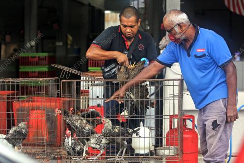 BEKALAN AYAM DI REMBAU