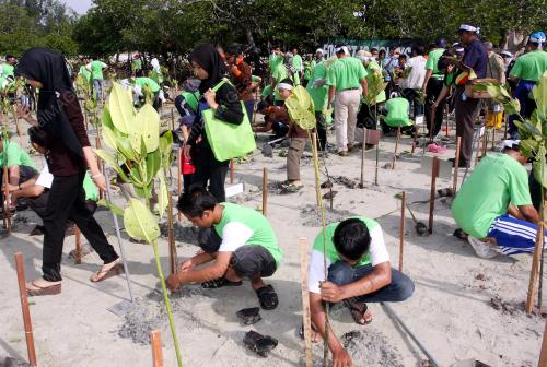 POKOK BAKAU