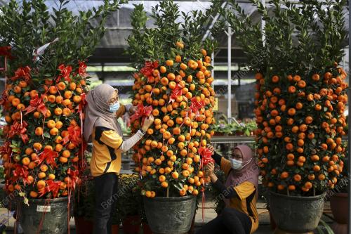 JUALAN POKOK LIMAU SEMPENA PERAYAAN TAHUN BARU CINA