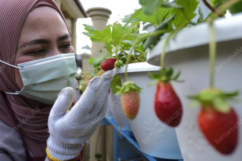 TANAMAN STRAWBERI DI RUMAH
