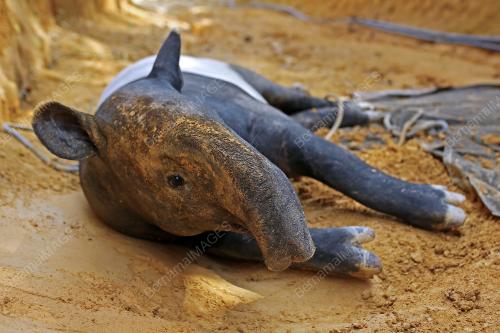 TAPIR_PERHILITAN
