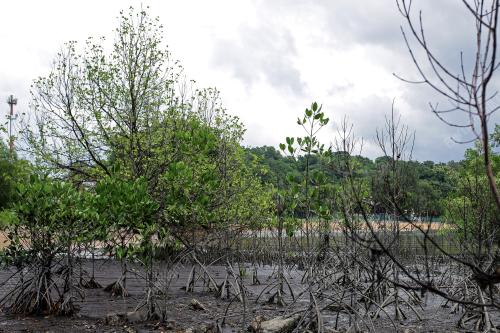 POKOK BAKAU