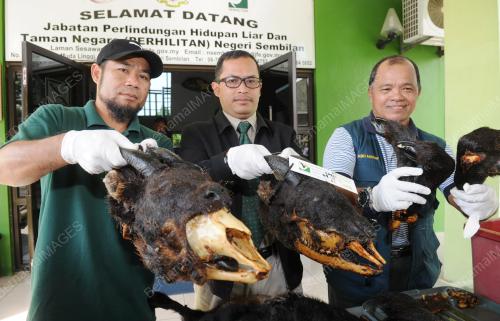 NS02_28092016_KAMBING_GURUN