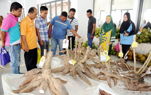 NS02_29092016_HARI_PELADANG