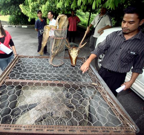 BUAYA