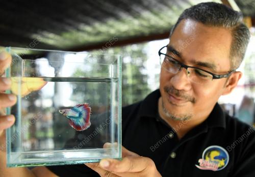 NS02_USAHAWAN_IKAN_BETTA_07112019