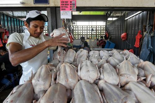 BEKALAN AYAM MENTAH