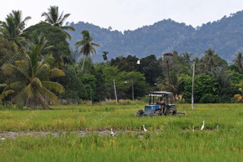 PESAWAH