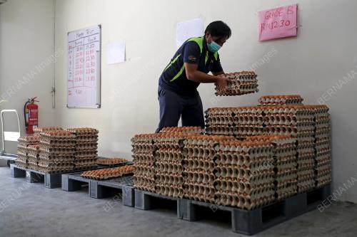 BEKALAN TELUR AYAM DI SEREMBAN