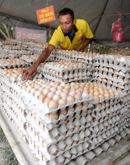 TELUR AYAM