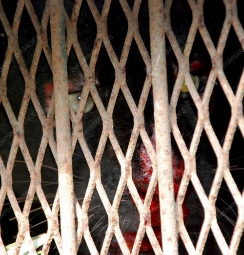 NS03_03102013_HARIMAU_KUMBANG