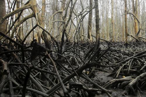 PASCA PENCEMARAN TUMPAHAN MINYAK DI LAUT