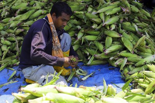 LADANG JAGUNG UNGU