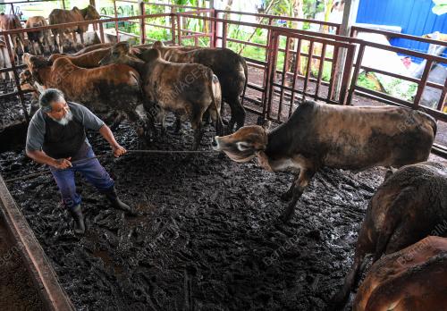 LEMBU AIDILADHA