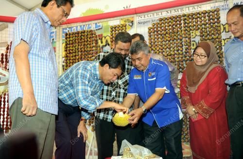 NS03_06082016_FESTIVAL_BUAH