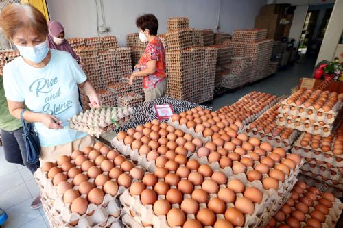 TELUR AYAM