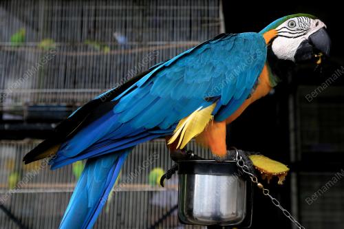 BURUNG PELIHARAAN