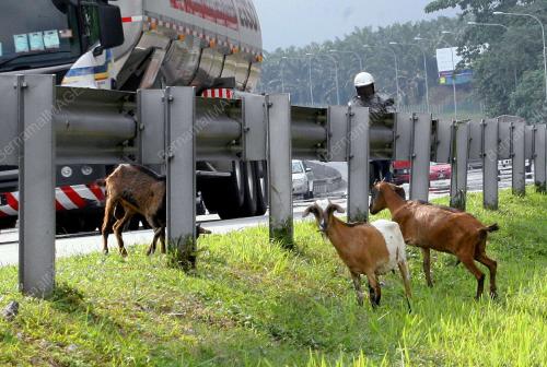 KAMBING DI LEBUH RAYA