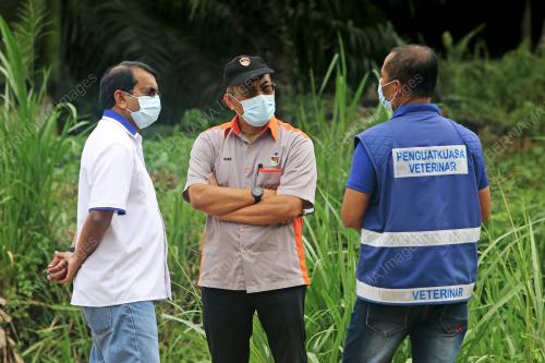 PENYAKIT DEMAM BABI AFRIKA DIKESAN DI NEGERI SEMBILAN