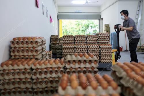 BEKALAN TELUR AYAM