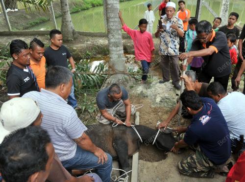 NS03_12092016_KORBAN_LEMBU