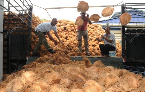 NS03_13062017_KELAPA