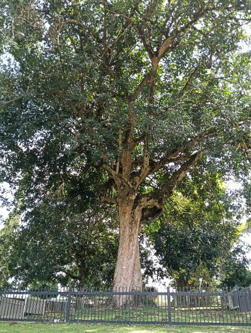 POKOK GETAH PERTAMA