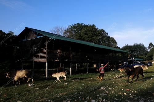 TERNAKAN LEMBU