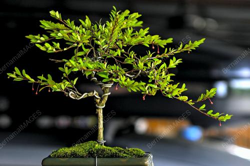 SI RENEK BONSAI