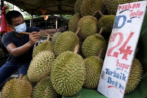 TINJAUAN MUSIM DURIAN