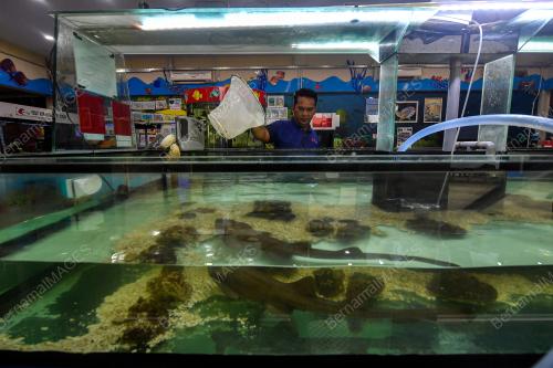 PUSAT IKAN HIASAN PORT DICKSON