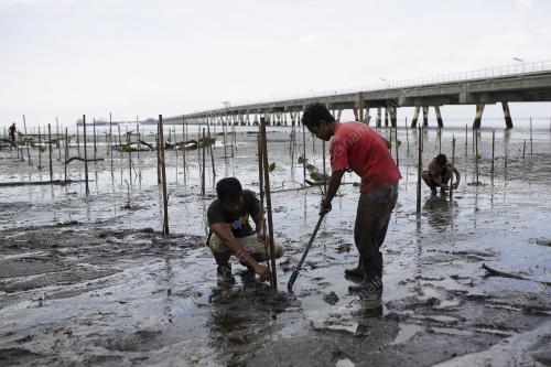PENANAMAN ANAK POKOK BAKAU