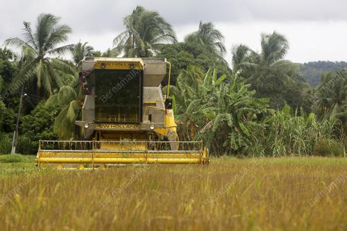 SEKTOR PERTANIAN MALAYSIA