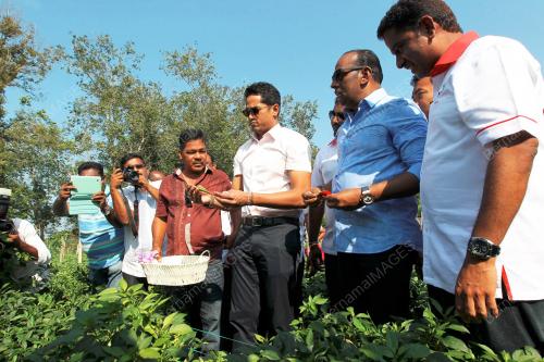 NS03_18012015_KHAIRY_LADANG