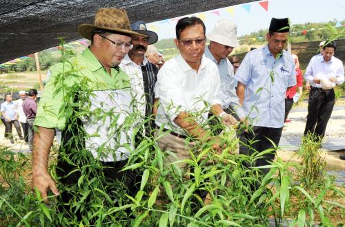 NS03_18082015_SHABERY_HERBA