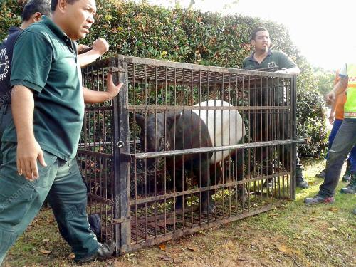 NS03_21082014_TAPIR