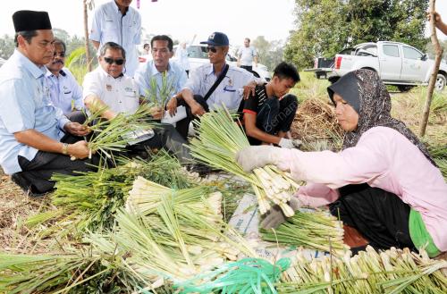 NS03_22092015_LADANG_SERAI