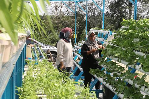 AININAZ FARM KUALA PILAH